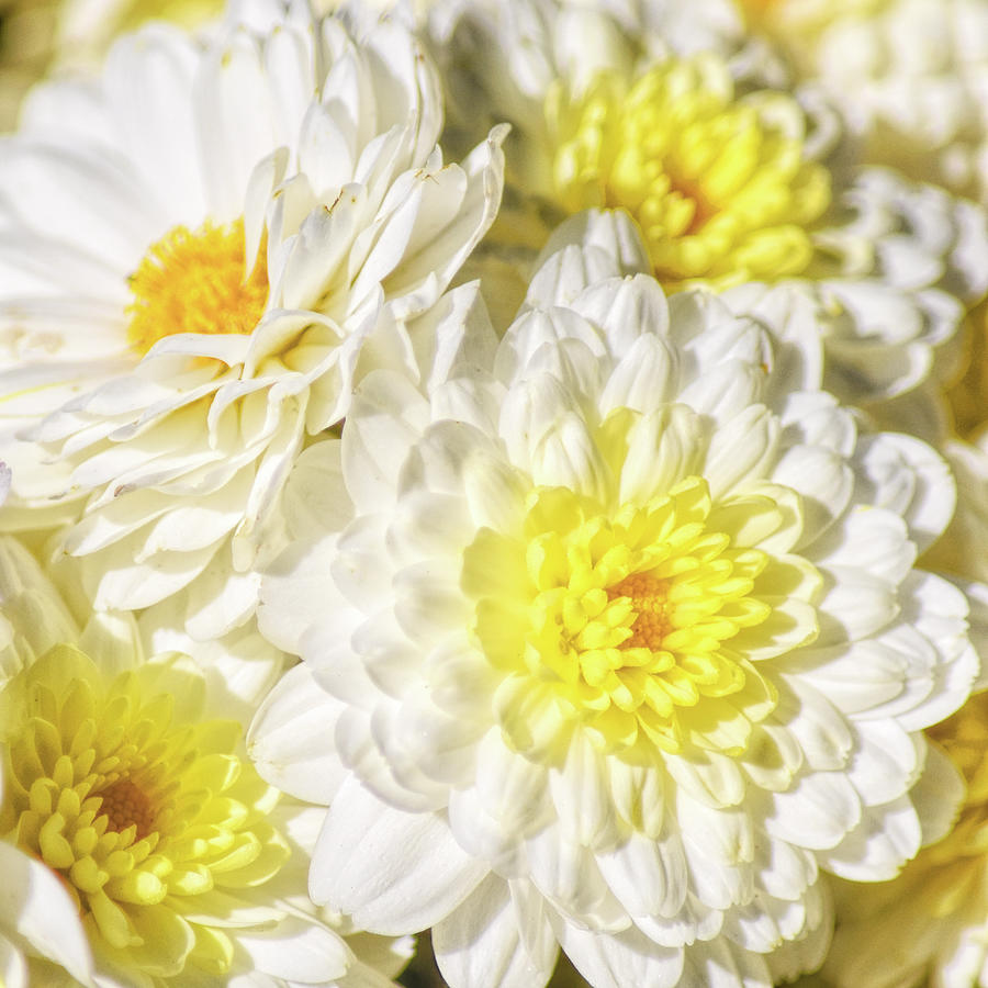 White Mums Squared Photograph