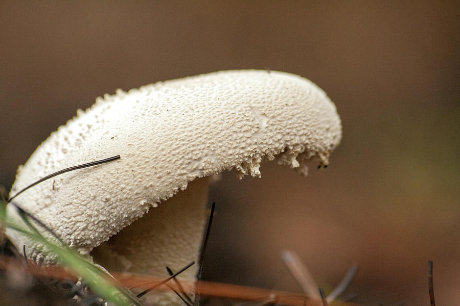 White Mushroom Photograph