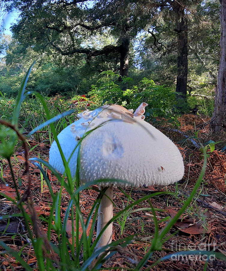 Mushroom Photograph - White Mushroom by Marcella Muhammad
