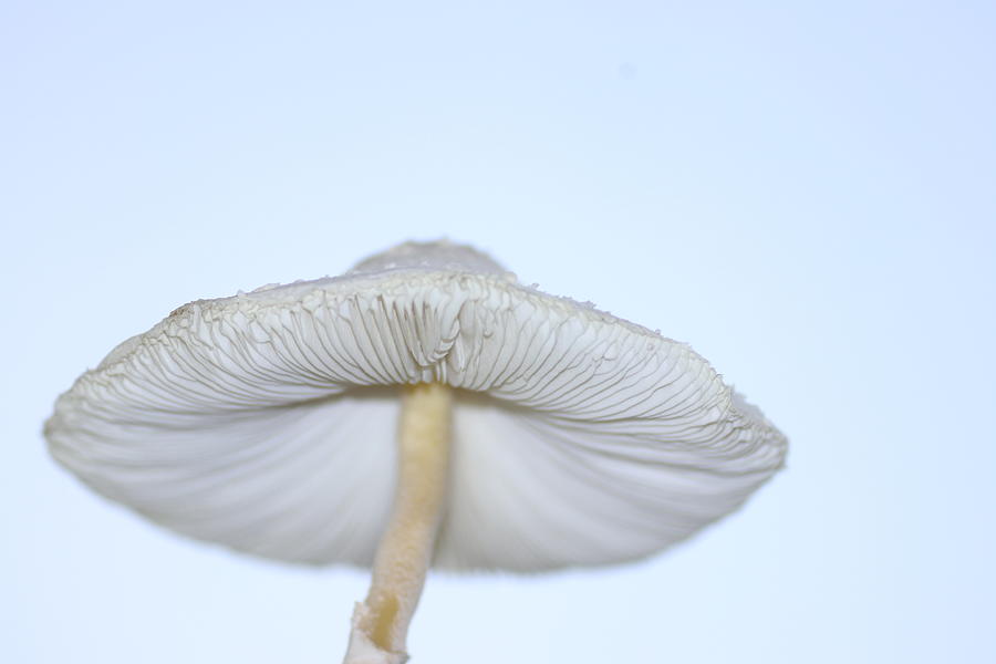White mushroom Photograph by Nilu Mishra