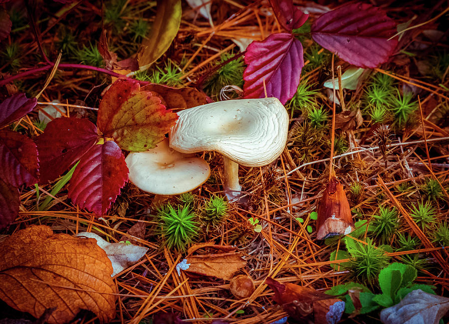 White mushrooms Photograph by Lilia S