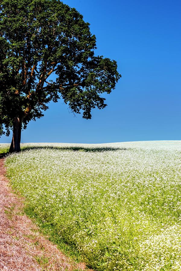 White Mustard Tree and Blue Sky Photograph by Jerry Sodorff
