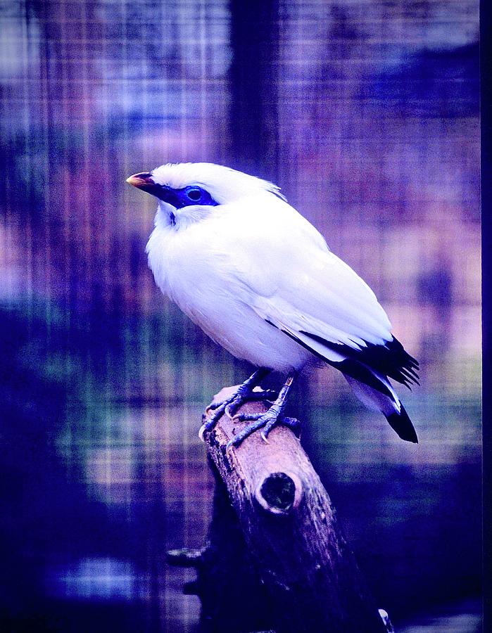 White Mynah Bird Photograph by Gordon James