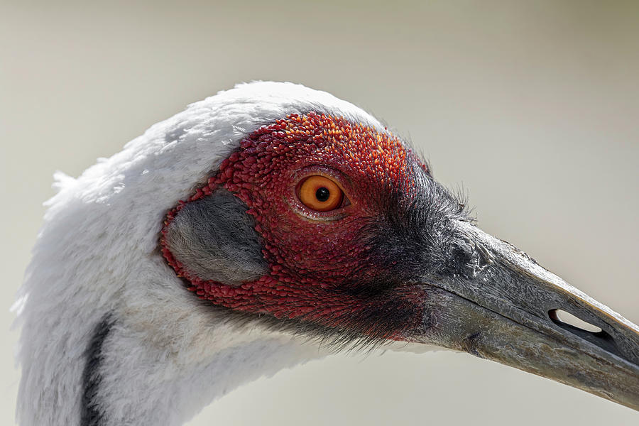 White-Naped Crane CloseUp Photograph by Wes and Dotty Weber