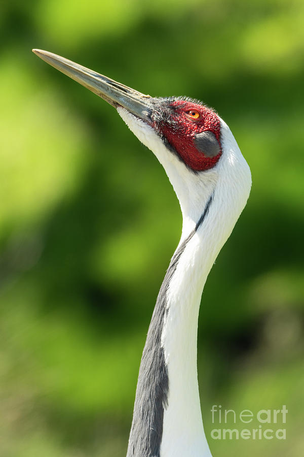 White Naped - Crane Photograph by Nick Boren