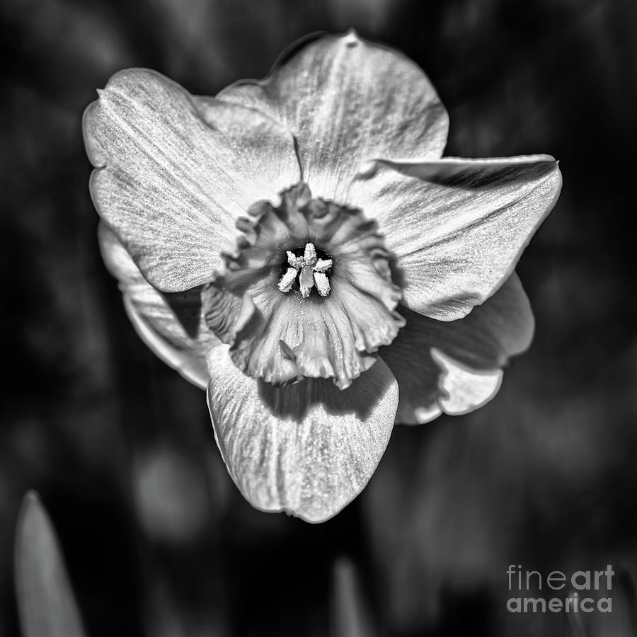 White narcissus bnw Photograph by The P