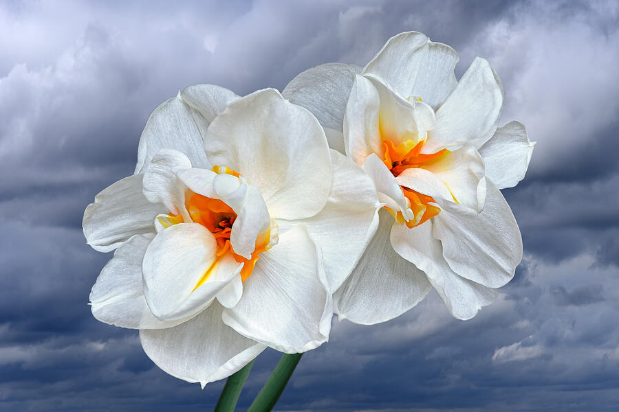 White Narcissus in Spring Storm Photograph by Gill Billington