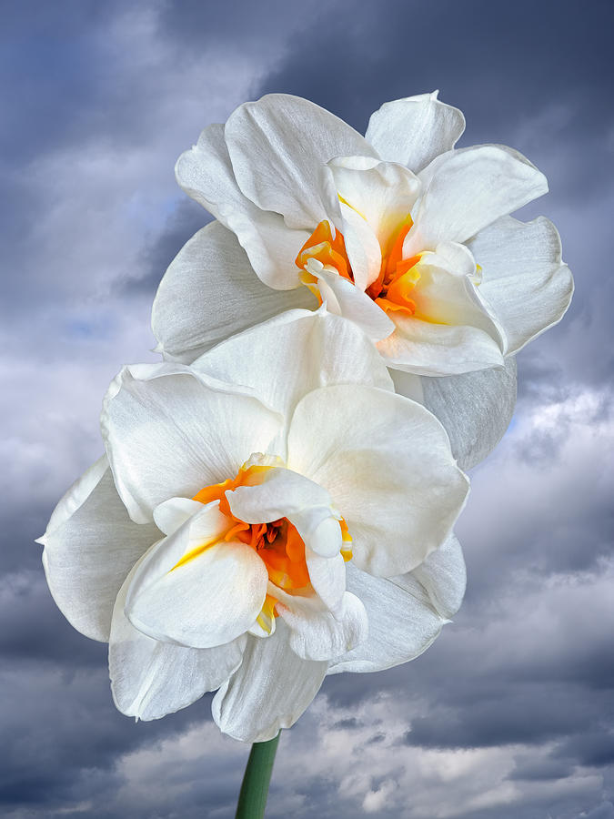 White Narcissus in Spring Storm Vertical Photograph by Gill Billington