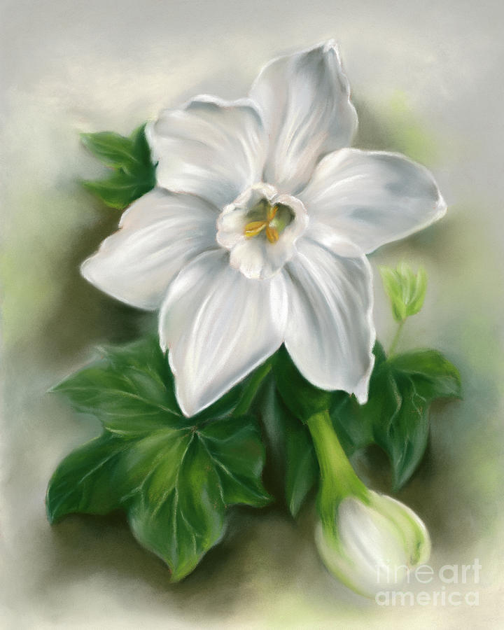 White Narcissus with Ivy Leaves Painting by MM Anderson