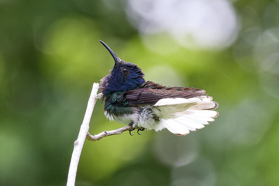 White-necked Jacobin Photograph by David and Patricia Beebe