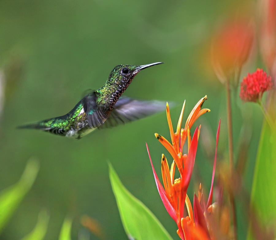 White Necked Jacobin Hummingbird Female Photograph by Tim Fitzharris ...