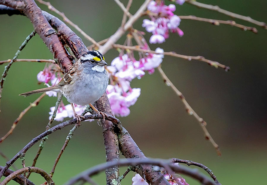 White Necked Sparrow Photograph by Deborah Penland