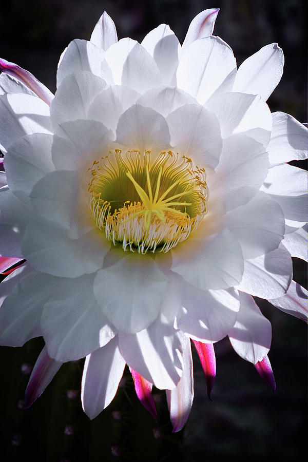 Nature Photograph - White Night Bloomer by Jack and Darnell Est