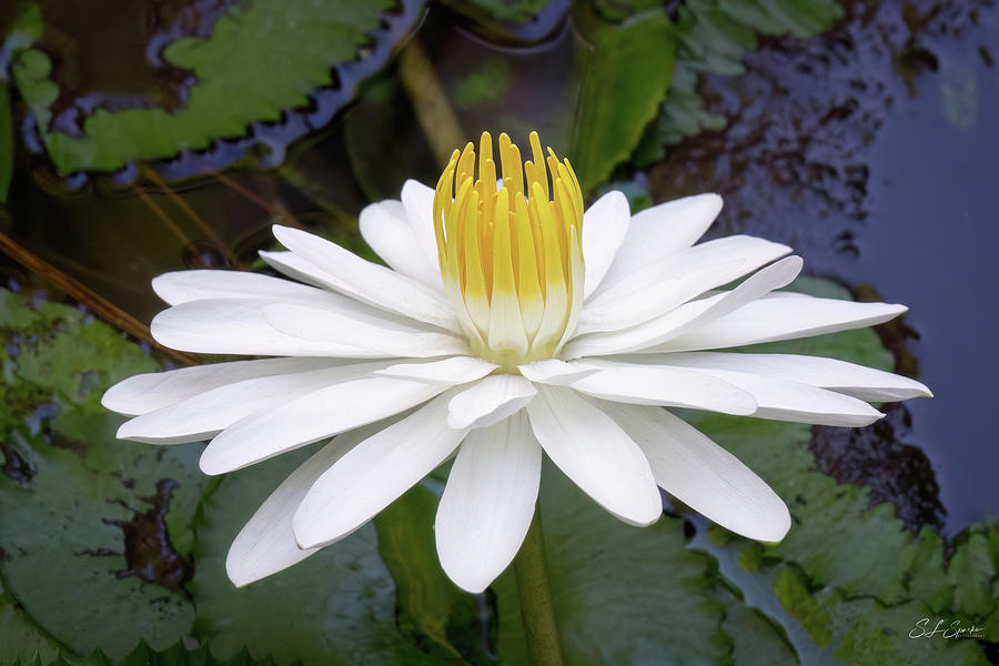 White Night Blooming Water Lily Number Two Photograph by Steven Sparks