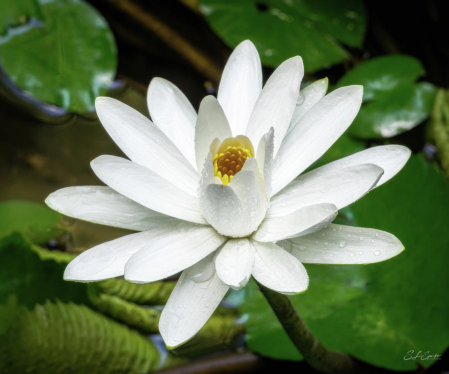 White Night Blooming Water Lily Photograph by Steven Sparks