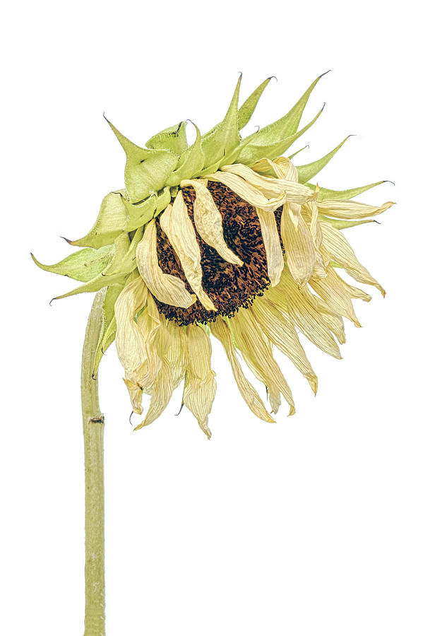 White Nite Sunflower 1 Photograph by Sandi Kroll