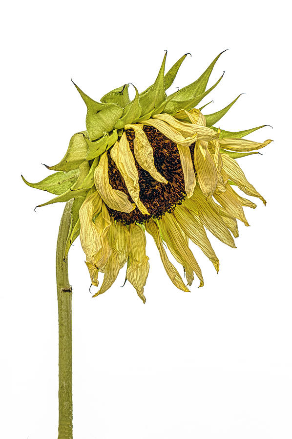 White Nite Sunflower 2 Photograph by Sandi Kroll