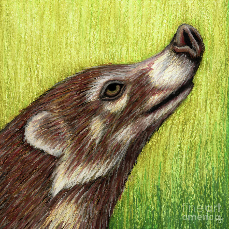 White-Nosed Coati  Painting by Amy E Fraser