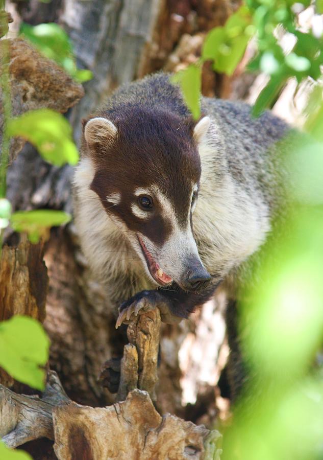 white-Nosed Coati Photograph by Brittney Powers - Fine Art America