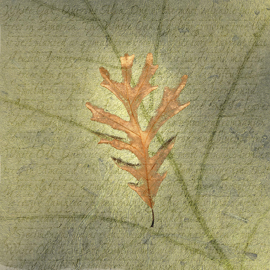 White Oak Leaf on Leaf Veining Background Drawing by Jeff Venier
