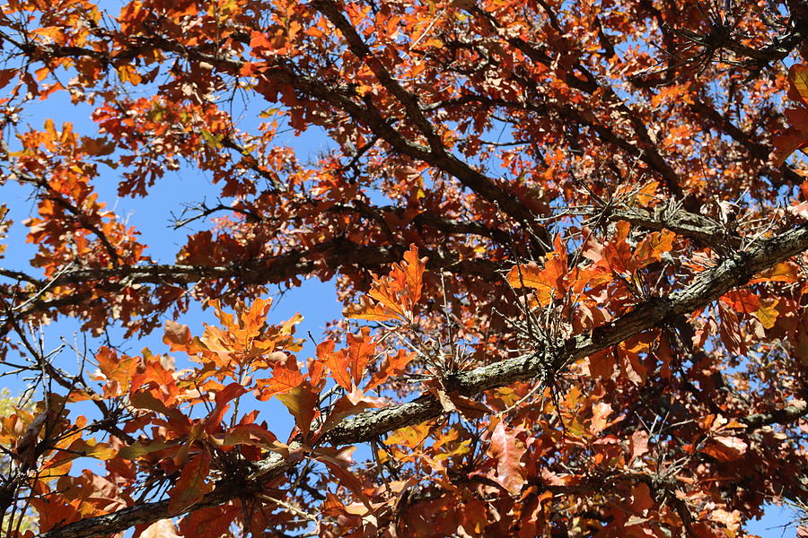 Fall Photograph - Oak with Red Leaves on Blue Sky by James S