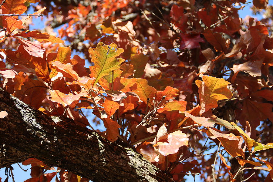 White Oak Red Leaves Photograph