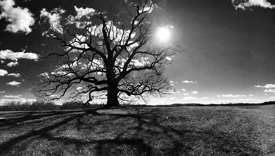 White Oak Tree  Photograph by Lois Ivancin Tavaf