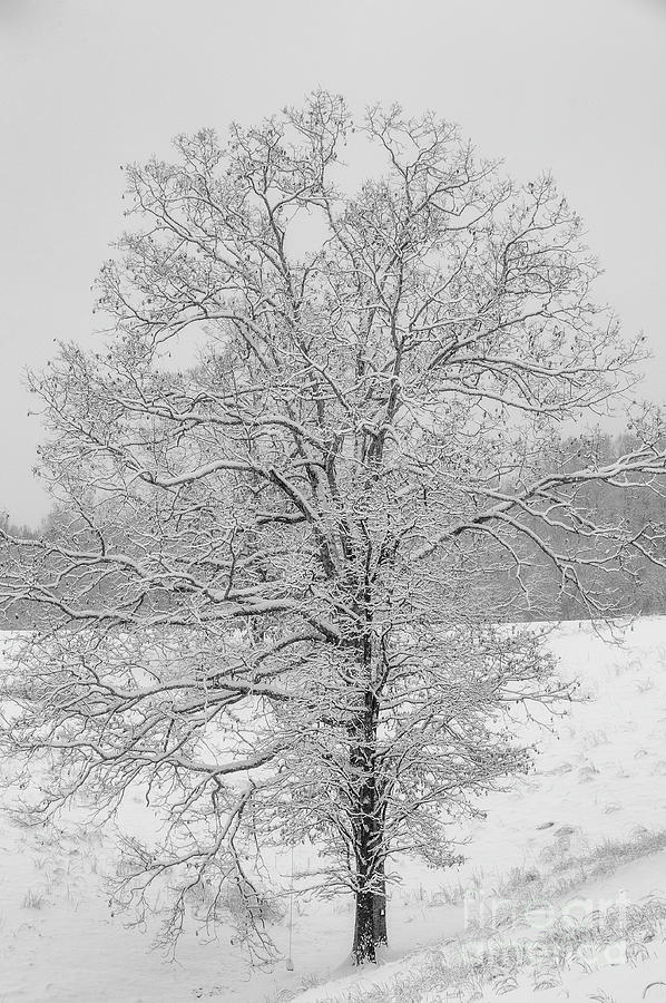 White Oak Trees and Snow Photograph by Thomas R Fletcher