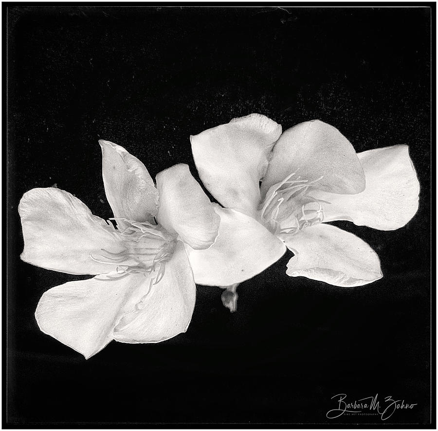 White Oleander  Photograph by Barbara Zahno