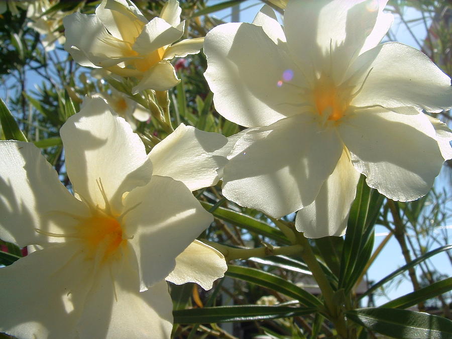 White Oleander Flowers Photograph by Ian Sands