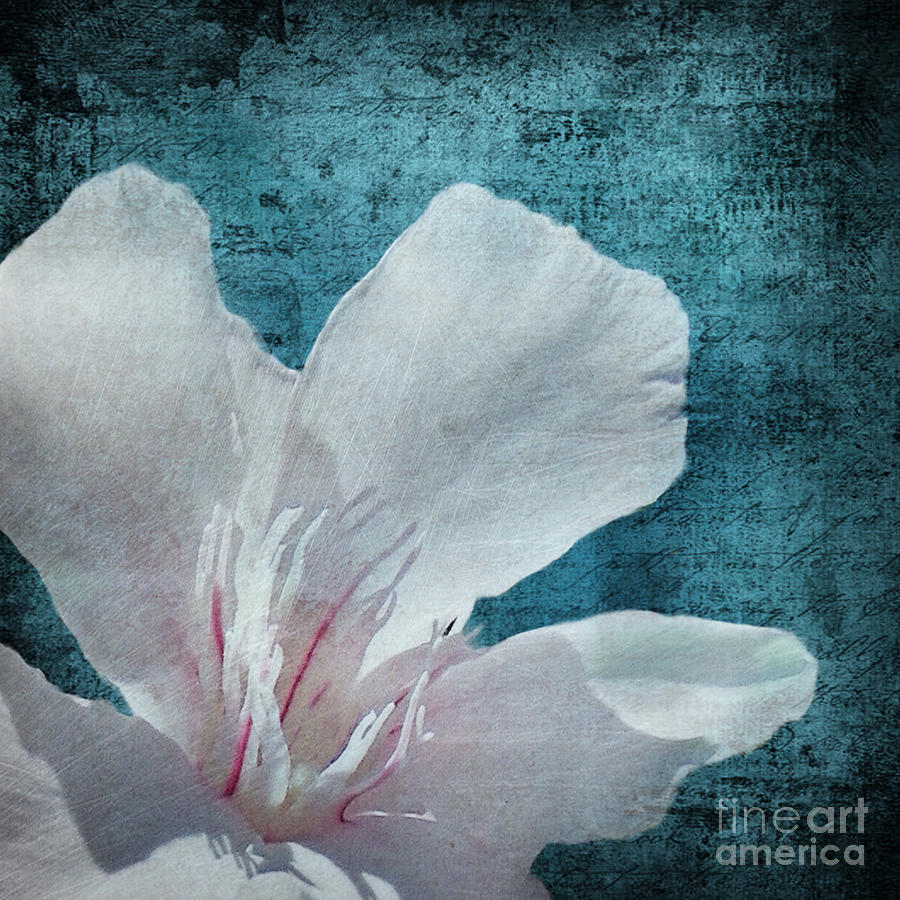 Shabby Chic White Flower- Shabby Chic Teal White Dreamy Floral Wall Print Home Decor Photograph by Sannel Larson