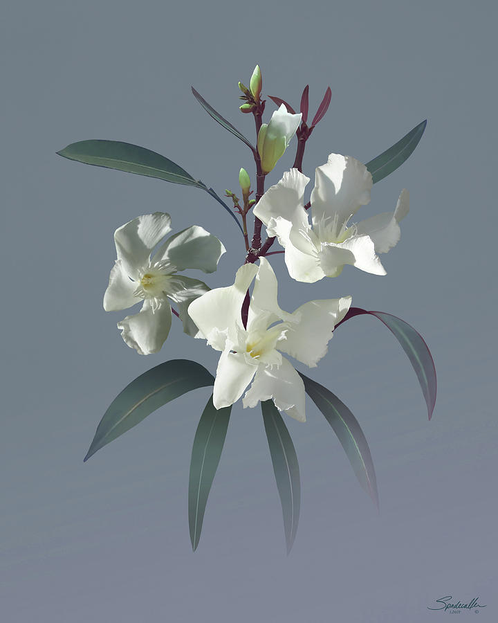 White Oleander Digital Art by M Spadecaller