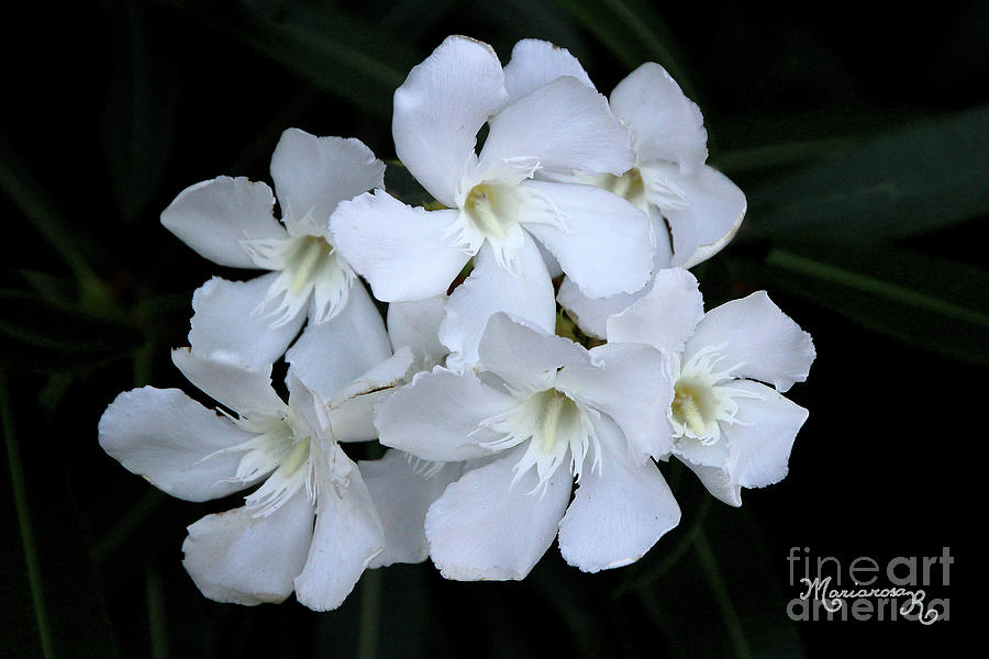 White Oleanders Photograph by Mariarosa Rockefeller