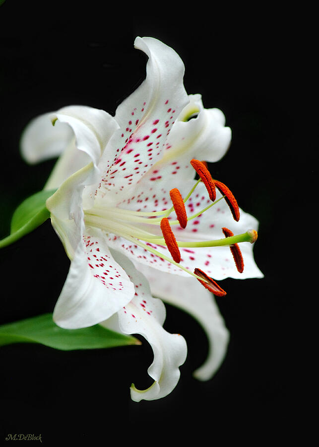 Lily Photograph - White on Black by Marilyn DeBlock
