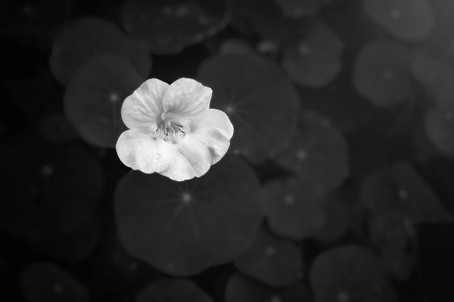 White on Black Photograph by Scott Norris White on Black Photograph by Scott Norris