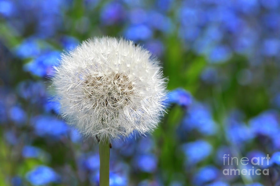 White on Blue Dandelion Seed Head Photograph by Sharon Talson