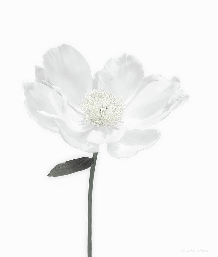 Spring Photograph - White on White Peony Flower  by Jennie Marie Schell