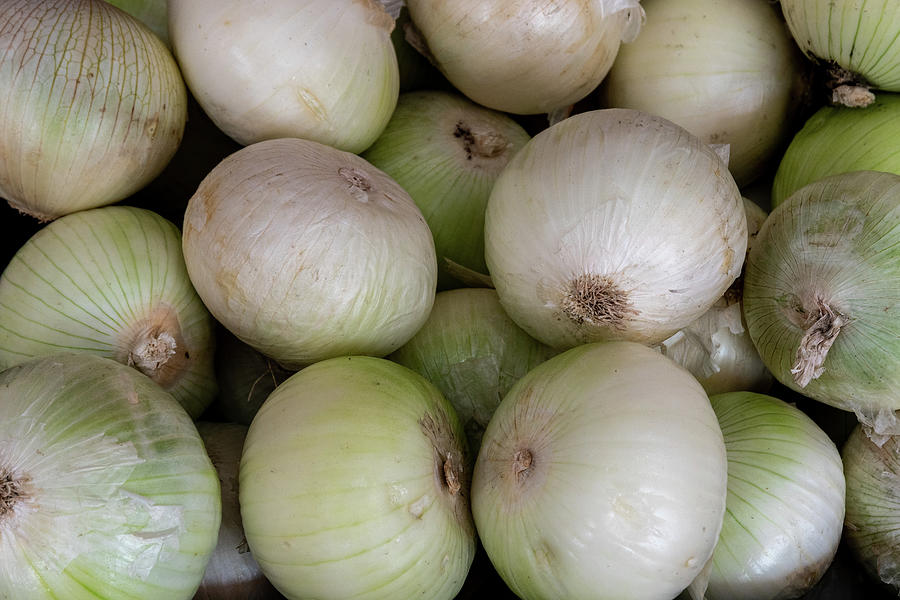 White Onions Photograph by Bradford Martin