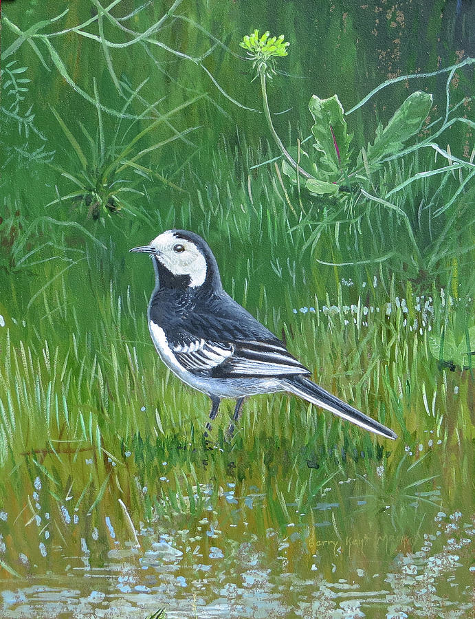 White or Pied Wagtail Painting by Barry Kent MacKay