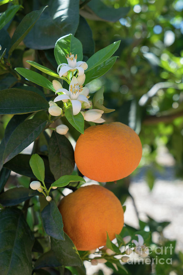 White orange blossom, fruits and floral beauty in the mediterranean sunlight Photograph by Adriana Mueller