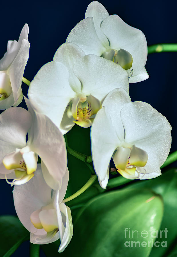 White Orchid 01 Photograph