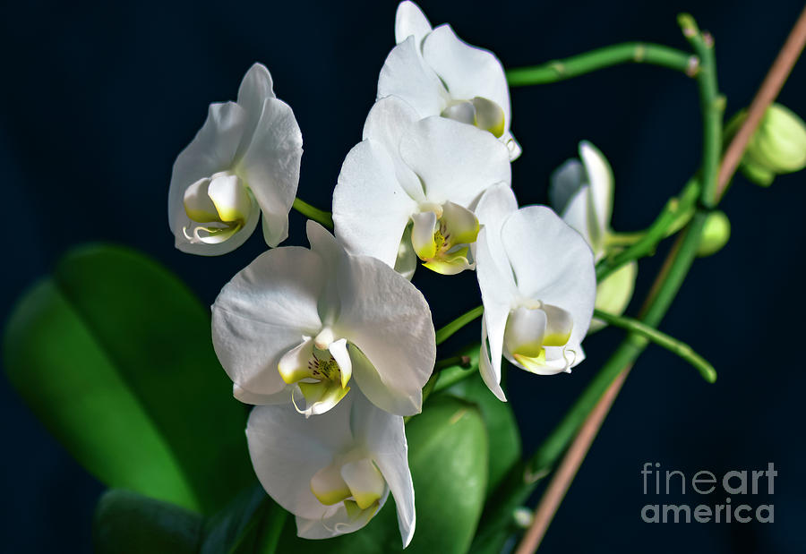 White Orchid 02 Photograph