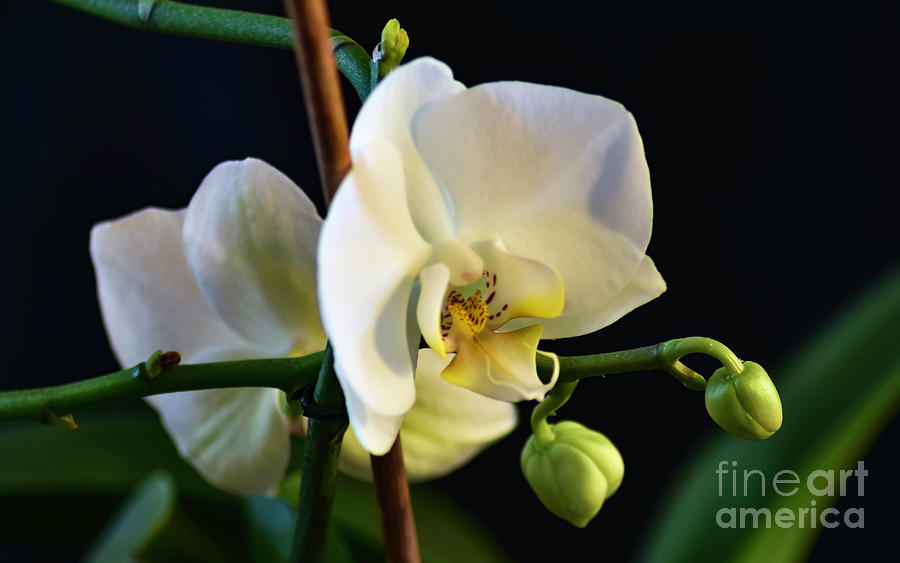 White Orchid 04 Photograph