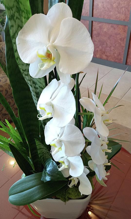 White Orchid 1 Photograph by Vickie G Buccini