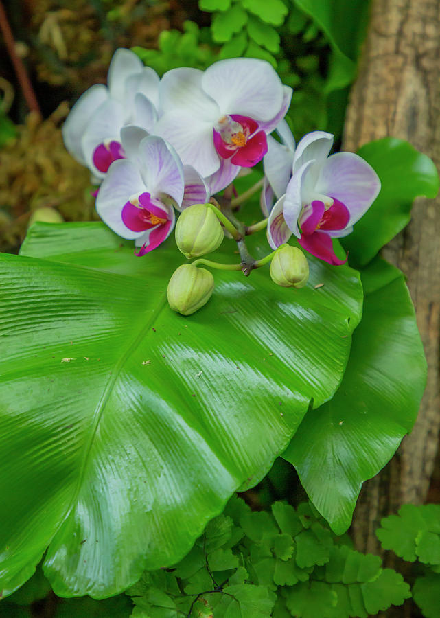 White Orchid and Banana Leaf Photograph by Cate Franklyn