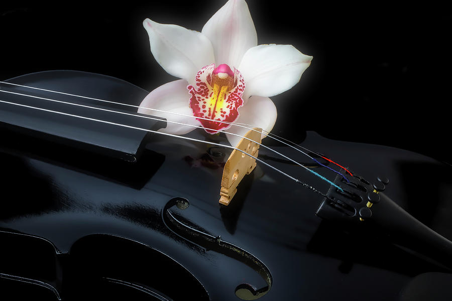 White Orchid And Black Violin Photograph by Garry Gay