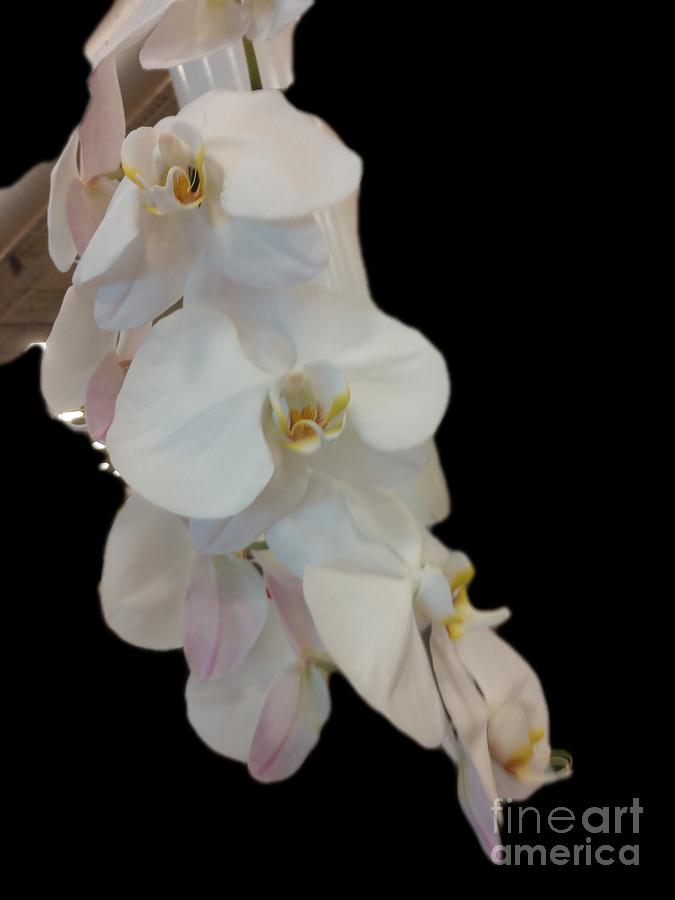 White orchid black background Digital Art by Scott S Baker