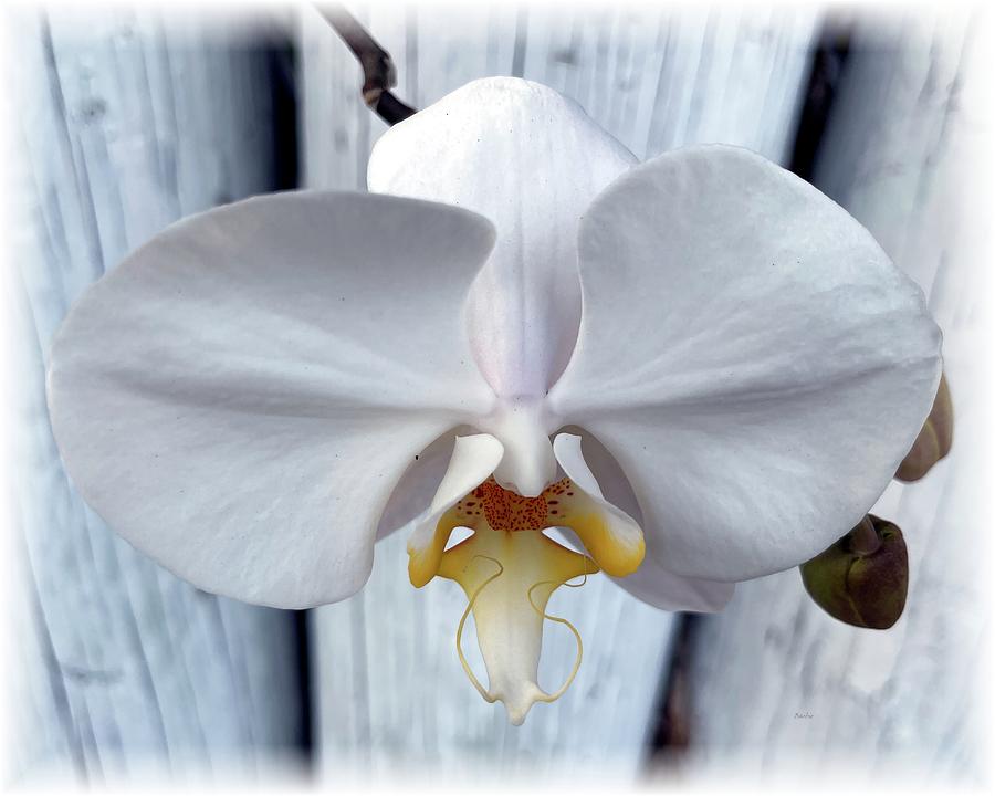 Orchid Photograph - White Orchid by White Wall by Barbie Corbett-Newmin