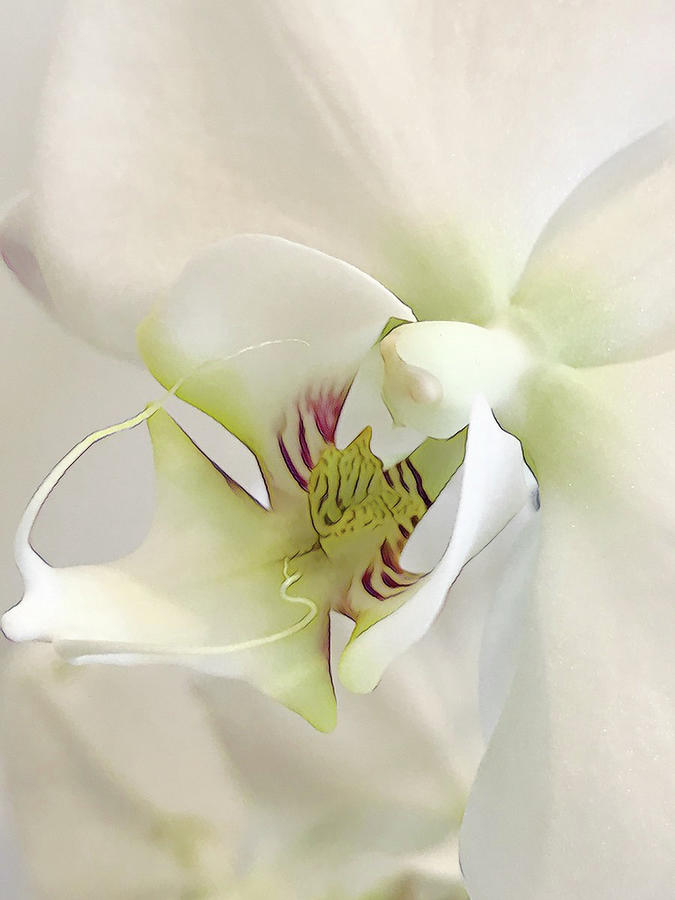 White Orchid Digital Art by Cindy Greenstein