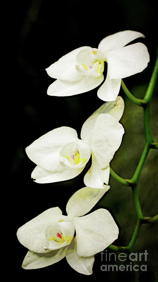 Three Little Orchids Photograph by Tina Uihlein